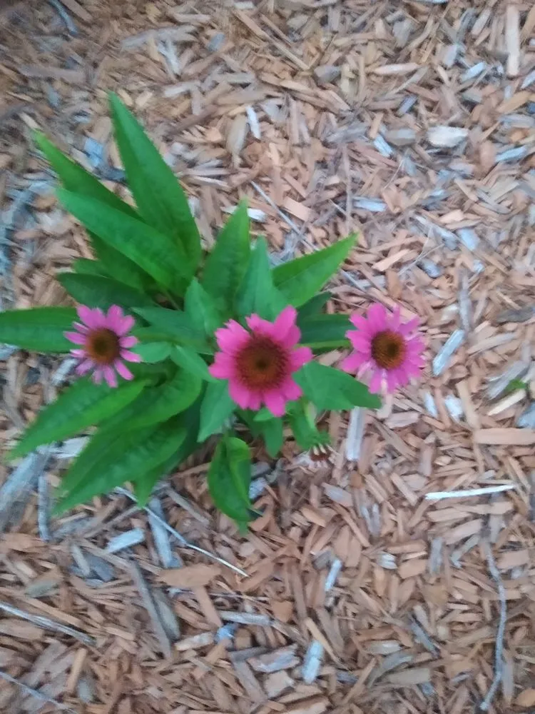 Local garden landscaping for residential properties across Marshall, MN - Dakota Boulders And Landscaping