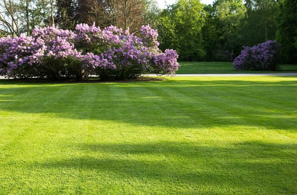 Top-rated lawn mowing service for homes across Apple Valley, MN - Dakota Green Blades