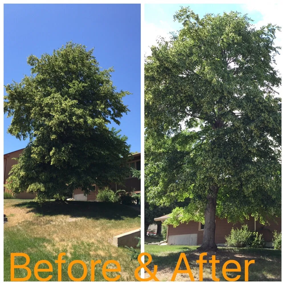 Expert yard cleanup service experts serving Rapid City, SD - Dakota Tree Surgeon