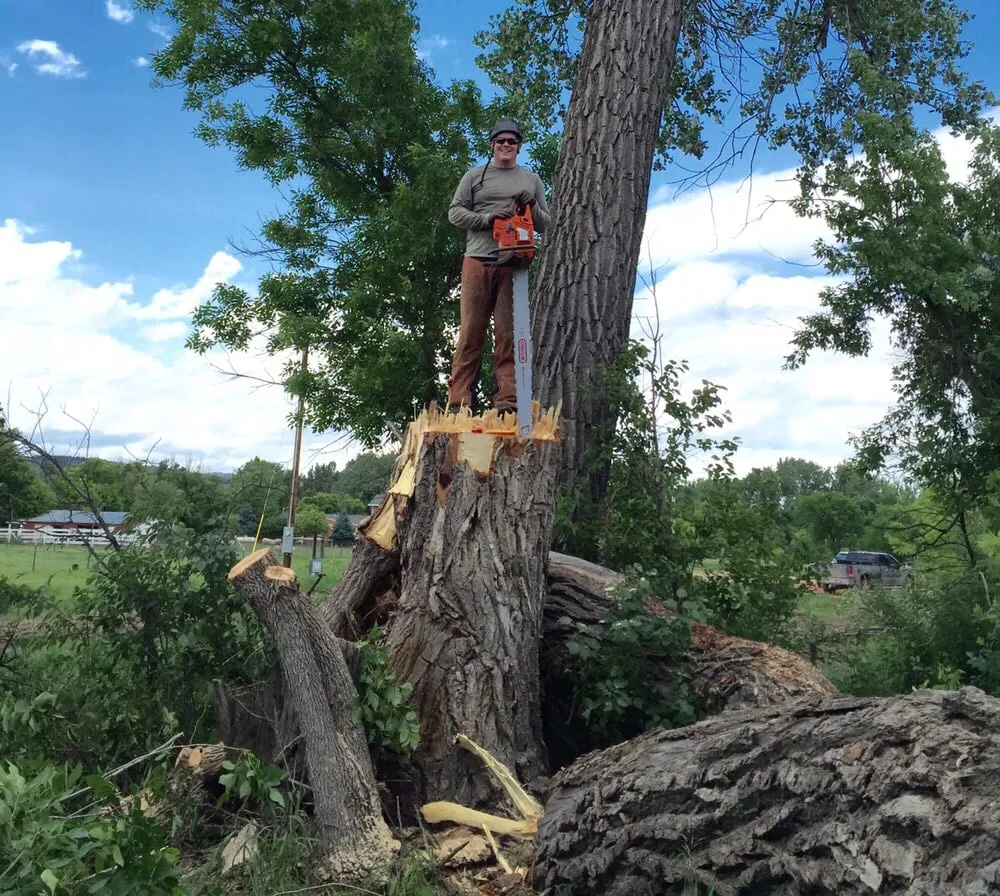 Custom lawn care service in Rapid City, SD - Dakota Tree Surgeon