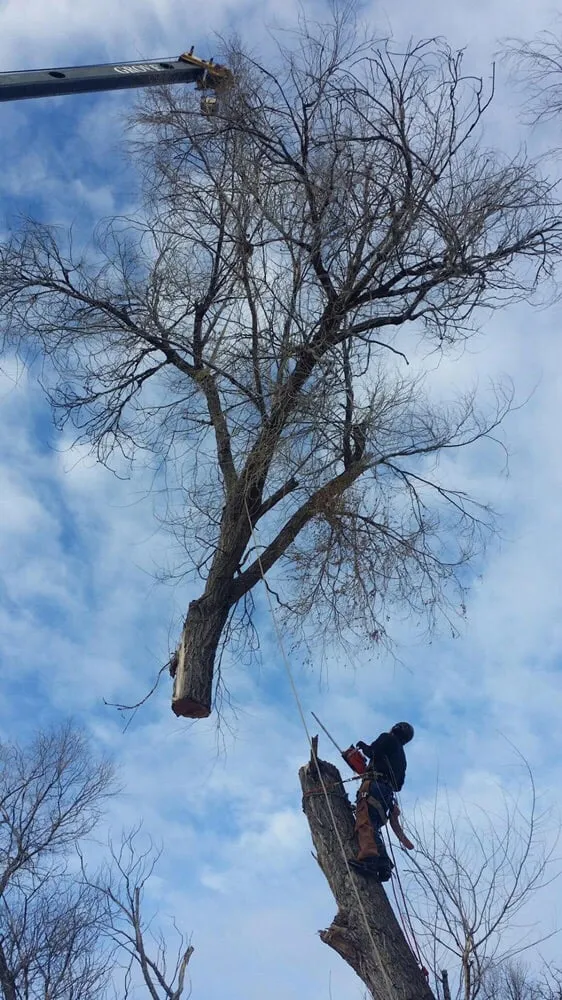 Reliable lawn mowing service in Rapid City, SD by Dakota Tree Surgeon