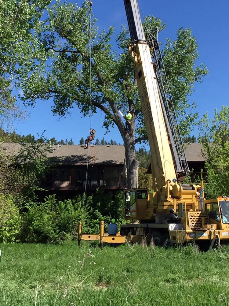 Local yard cleanup service for residential properties across Rapid City, SD - Dakota Tree Surgeon