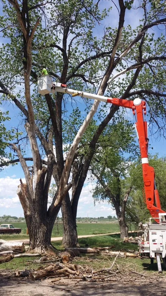 Custom residential landscaping experts serving Rapid City, SD - Dakota Tree Surgeon