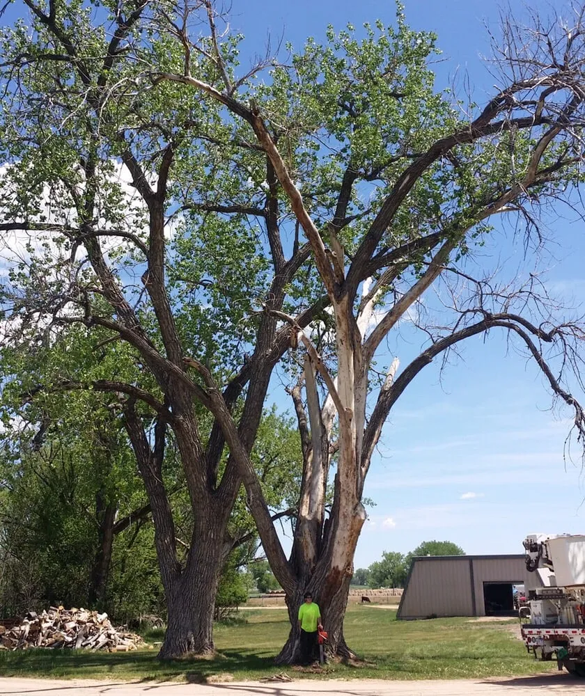 Local landscaping services for homes across Rapid City, SD - Dakota Tree Surgeon