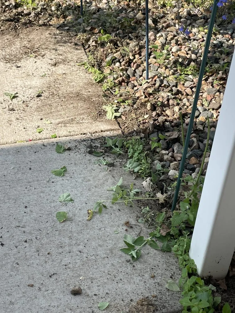 Custom landscape installation in Farmington, MN by Dakota Turf