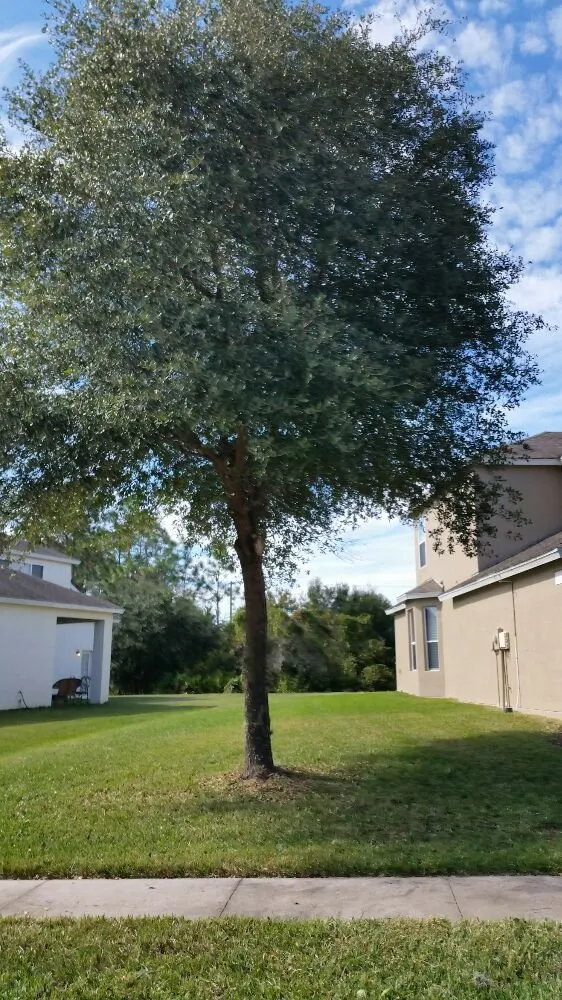 Local garden landscaping in Wesley Chapel, FL by Dale Complete Landscaping