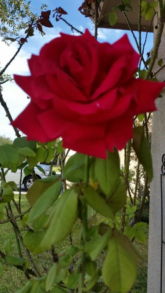 Top-rated landscape design experts serving Wesley Chapel, FL - Dale Complete Landscaping