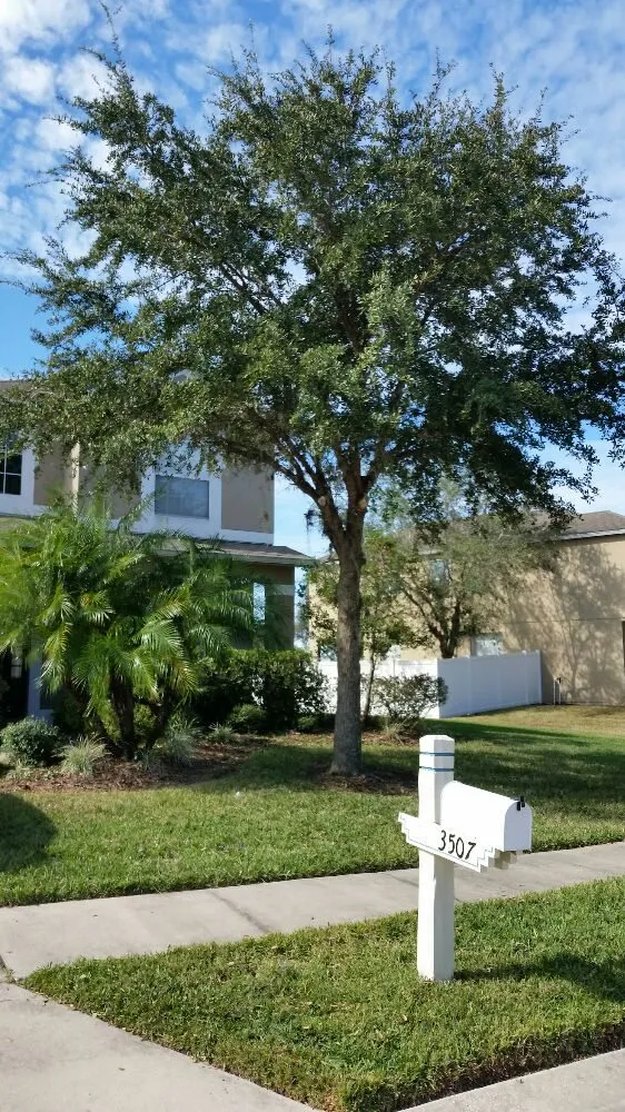 Professional outdoor landscaping in Wesley Chapel, FL - Dale Complete Landscaping