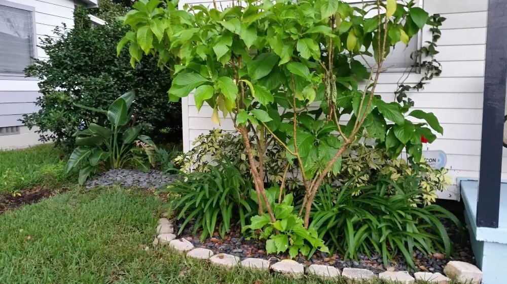 Top-rated yard maintenance experts serving Wesley Chapel, FL - Dale Complete Landscaping