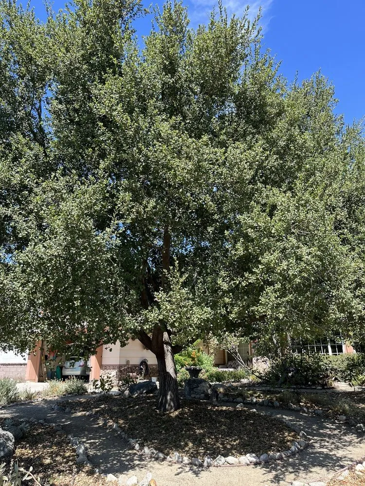 Top-rated lawn mowing service for beautiful yards across Upland, CA - Dales Tree Service