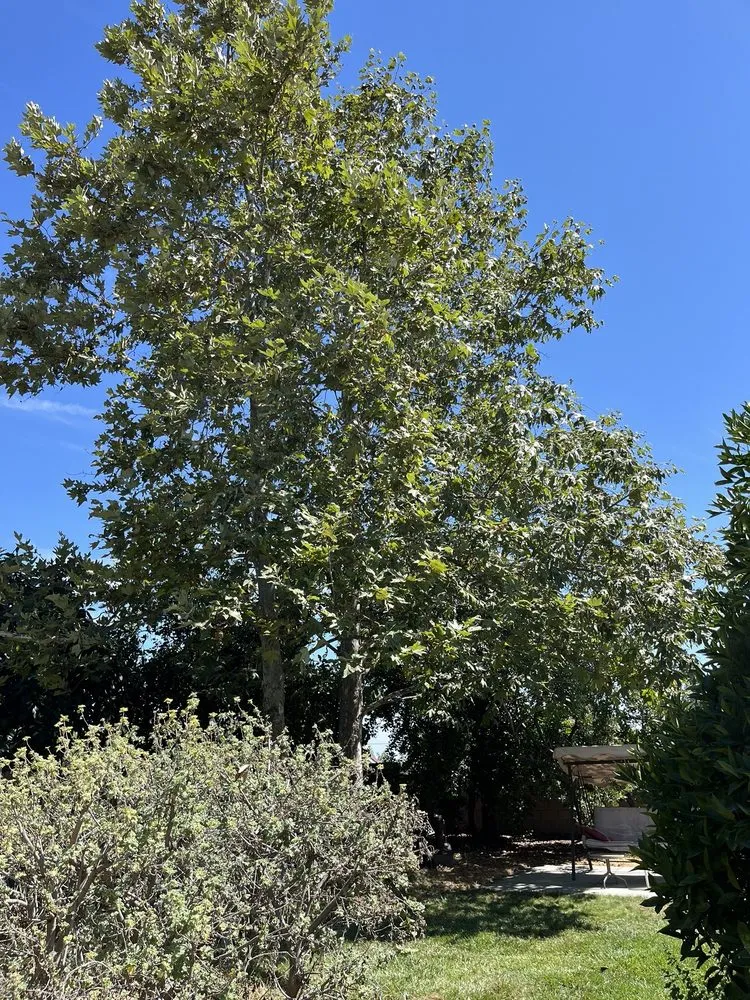 Expert lawn mowing service in Upland, CA - Dales Tree Service