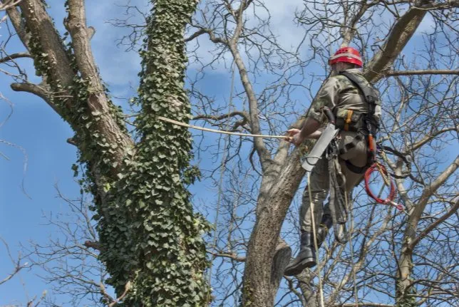 Top-rated garden landscaping for homes in Upland, CA by Dales Tree Service