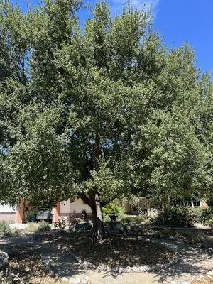 Dales Tree Service Logo