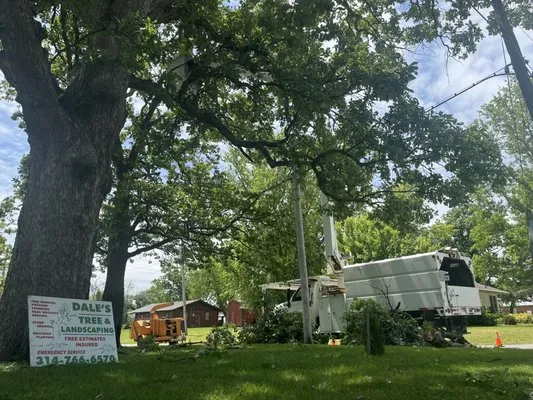 Dale's Trees & Landscaping