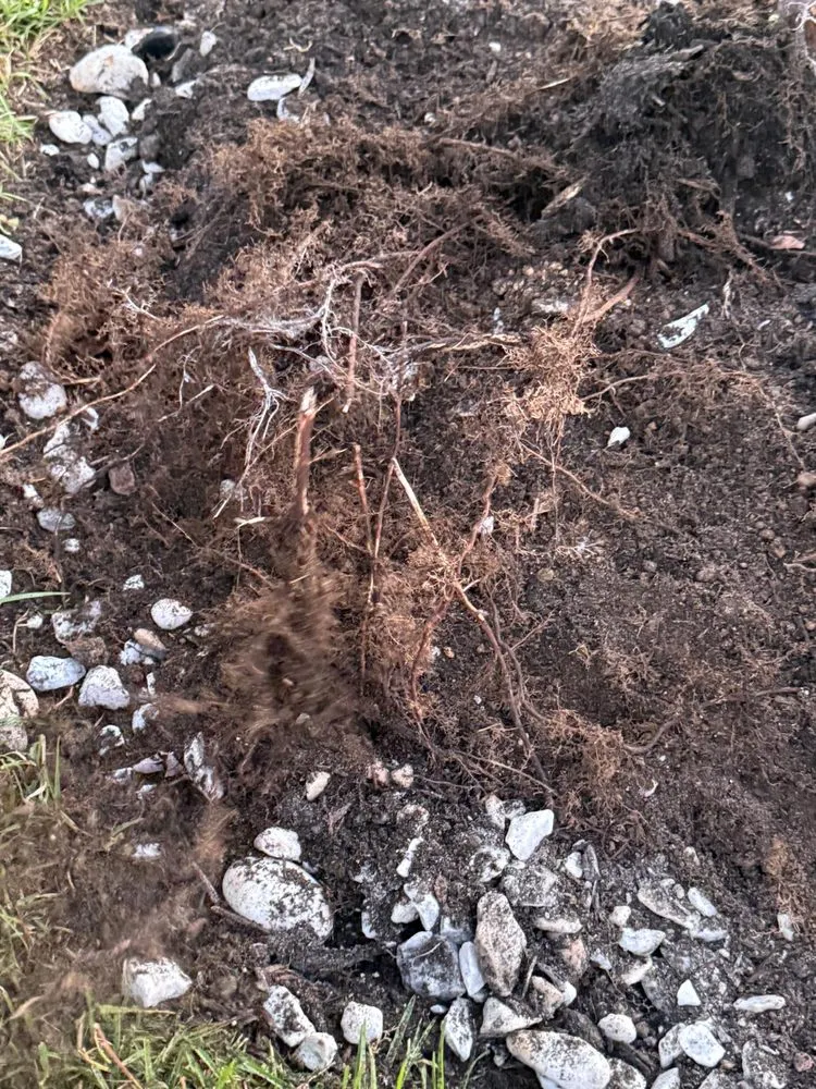 Professional residential landscaping experts serving Weddington, NC - Daley Outdoor Services