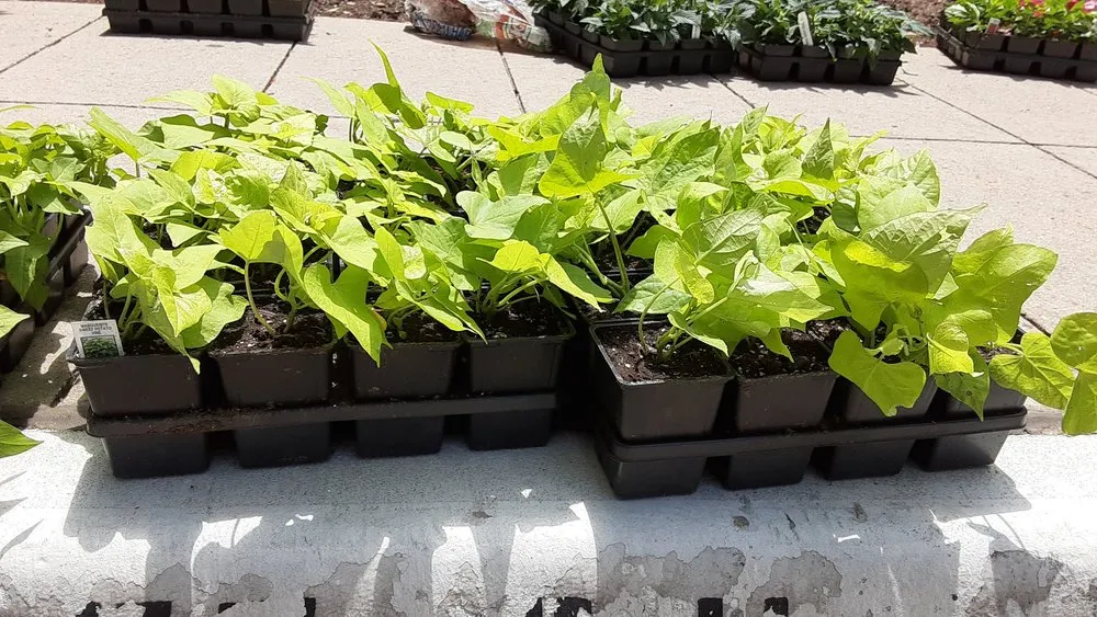 Expert landscaping services in Dallas, TX - Dallas Finest Lawn Service