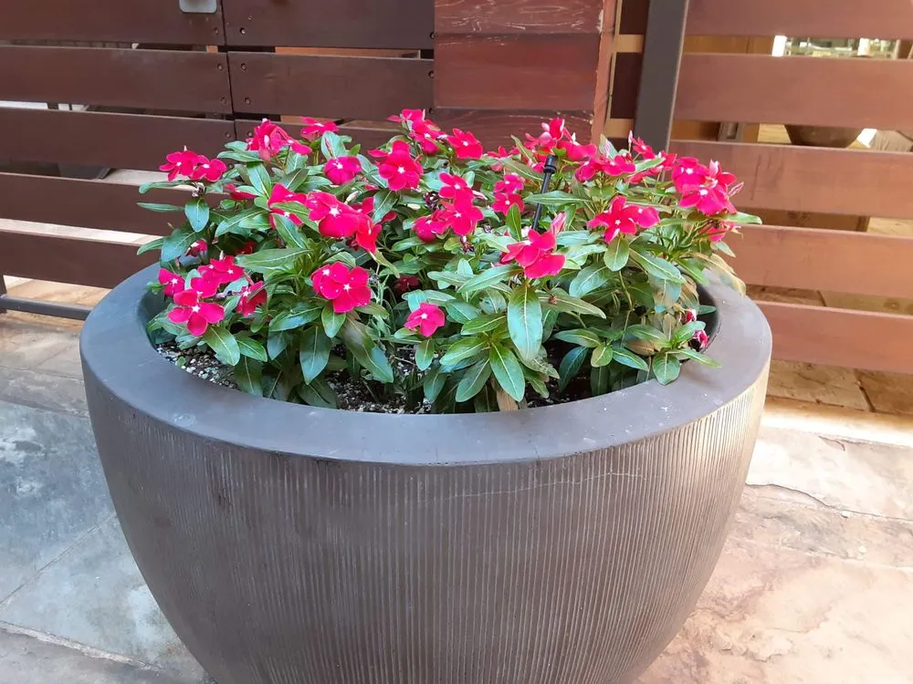 Trusted landscaping services in Dallas, TX - Dallas Finest Lawn Service