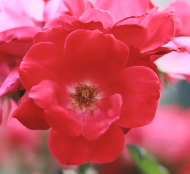 Trusted outdoor landscaping experts serving Dallas, TX - Dallas Groundskeeper