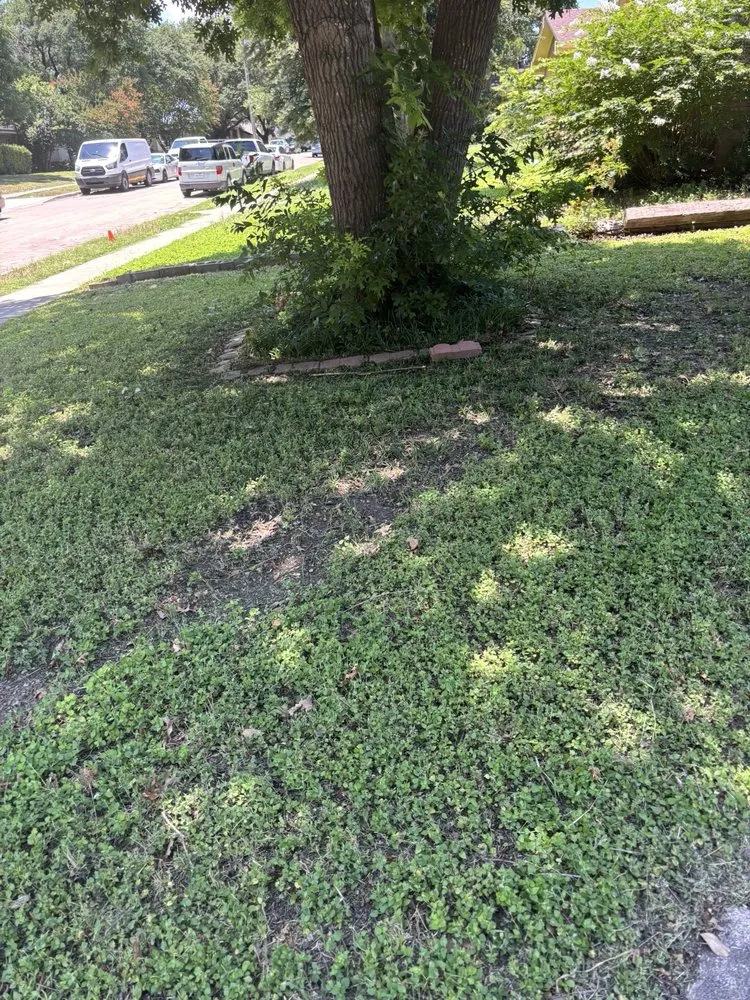 Custom lawn mowing service with custom design in Dallas, TX by Dallas Mowing Solutions