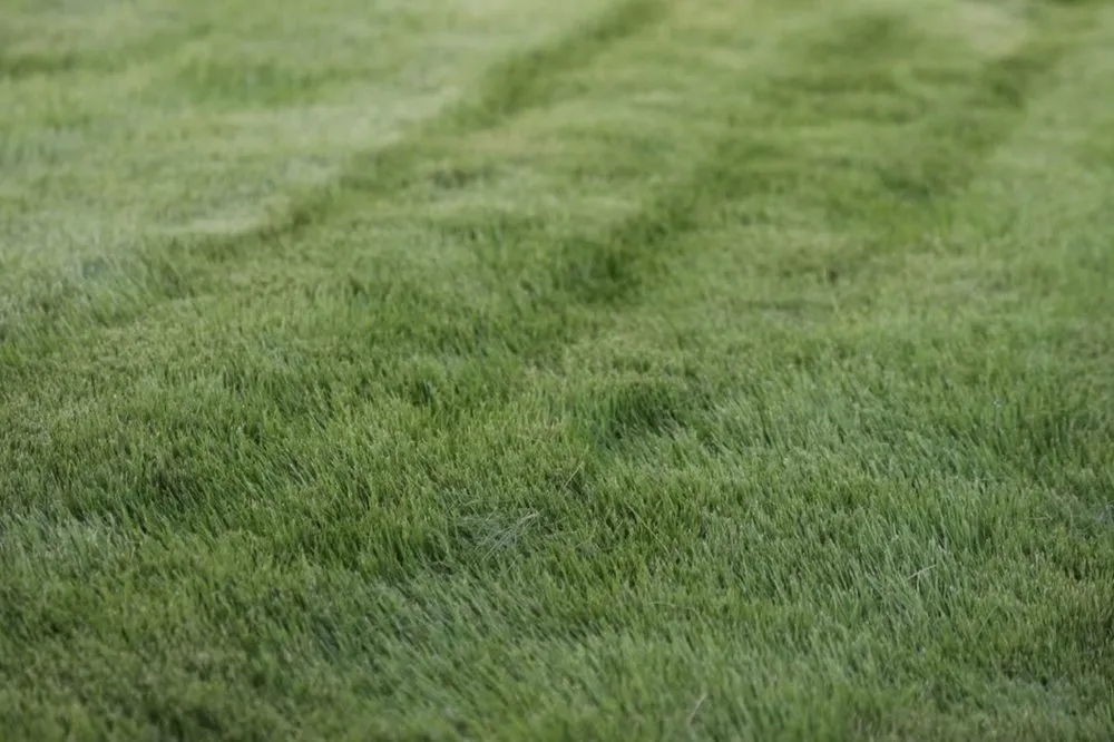 Expert residential landscaping for year-round maintenance across Dallas, TX - Dallas Sod Company