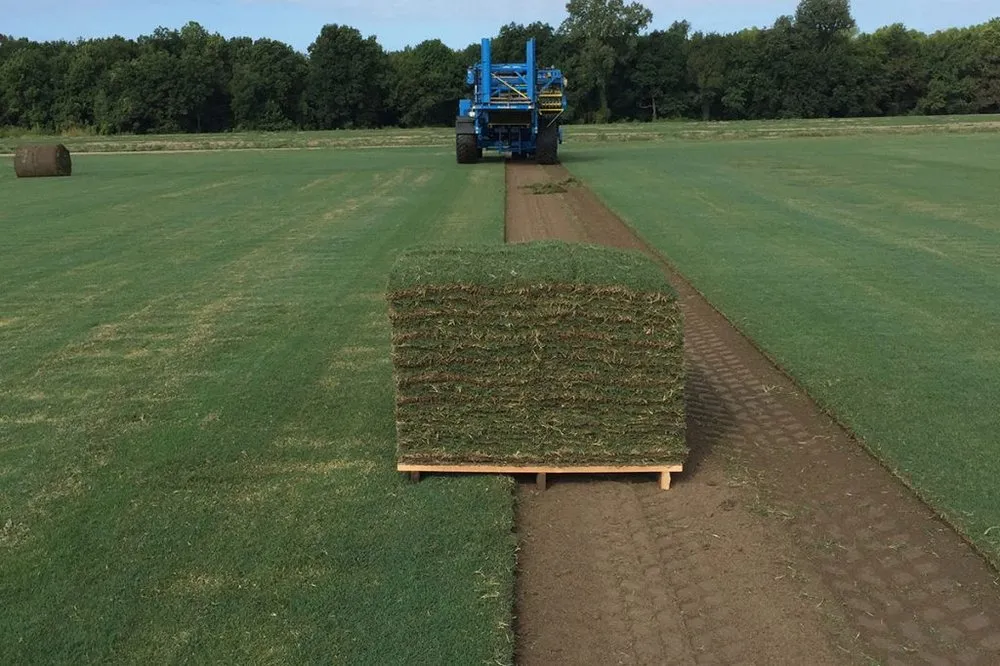 Reliable yard maintenance in Dallas, TX - Dallas Sod Company