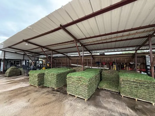 Dallas Sod Grass