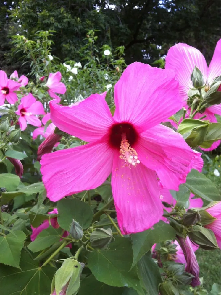 Affordable landscaping services in Dallas, TX by Dallas Turf & Irrigation Specialists