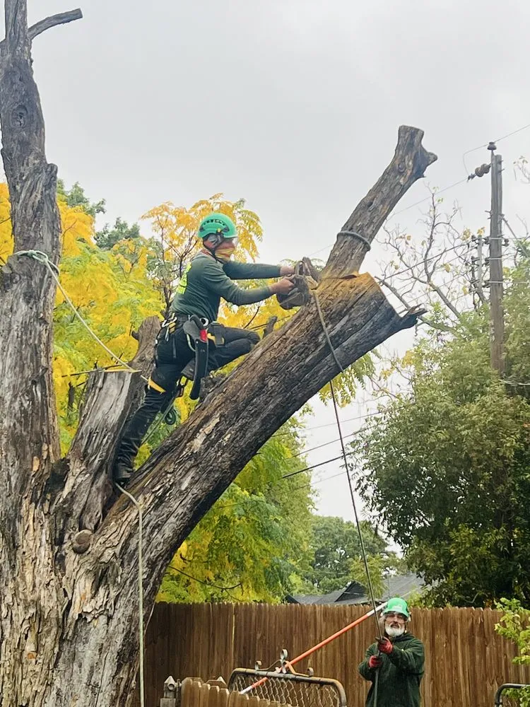 Trusted lawn care service for beautiful yards across Richardson, TX - DaltexPro Landscape