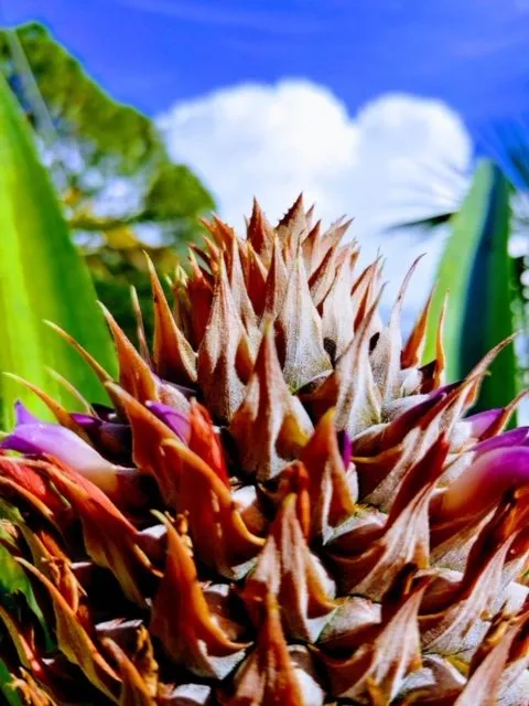 Custom outdoor landscaping with custom design in Englewood, FL by Dalton's Landscape Service