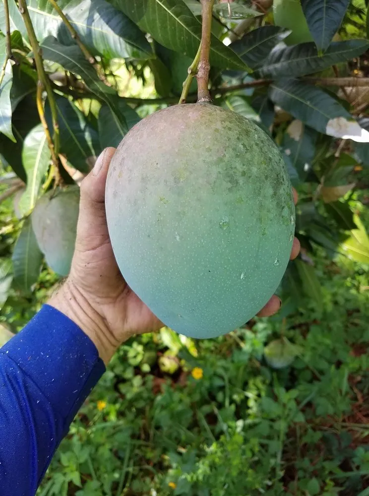 Professional lawn care service for residential properties in Englewood, FL by Dalton's Landscape Service