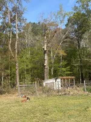 Daltons Low Country Landscape