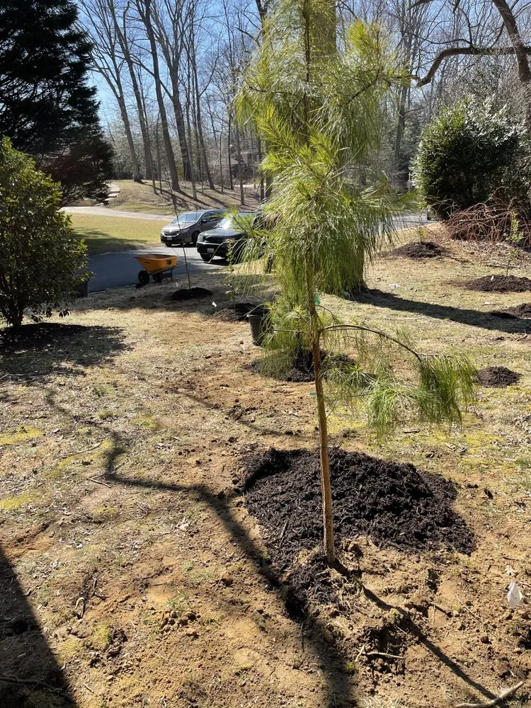 Reliable landscaping services in Hyattsville, MD by DAM Services