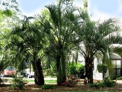 Trusted garden landscaping in North Myrtle Beach, SC by DAM Tree Services of Myrtle Beach