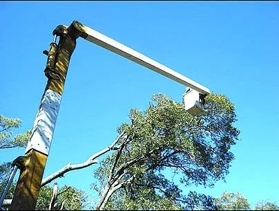 Expert yard maintenance in North Myrtle Beach, SC - DAM Tree Services of Myrtle Beach