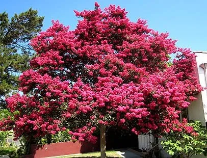 Top-rated garden landscaping in North Myrtle Beach, SC by DAM Tree Services of Myrtle Beach