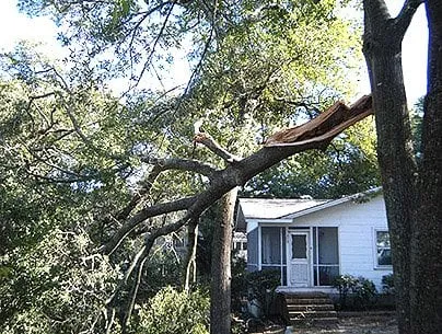 Trusted yard maintenance in North Myrtle Beach, SC by DAM Tree Services of Myrtle Beach