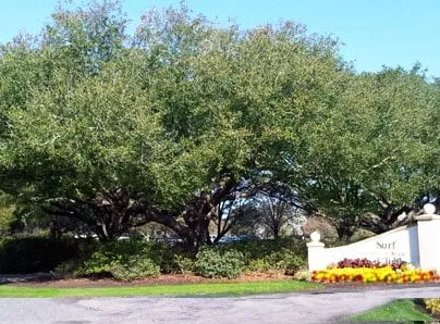 Professional outdoor landscaping in North Myrtle Beach, SC - DAM Tree Services of Myrtle Beach