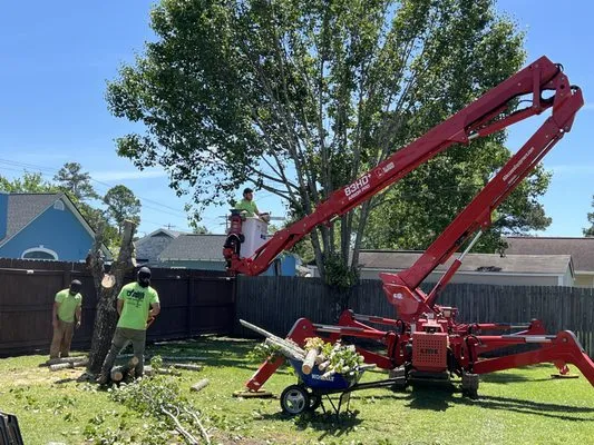 DAM Tree Services of Myrtle Beach