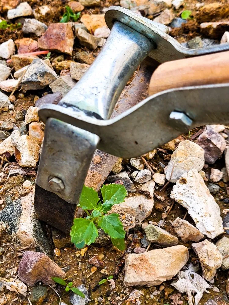 Professional landscape design in Phoenix, AZ - Damacio Lanscaping