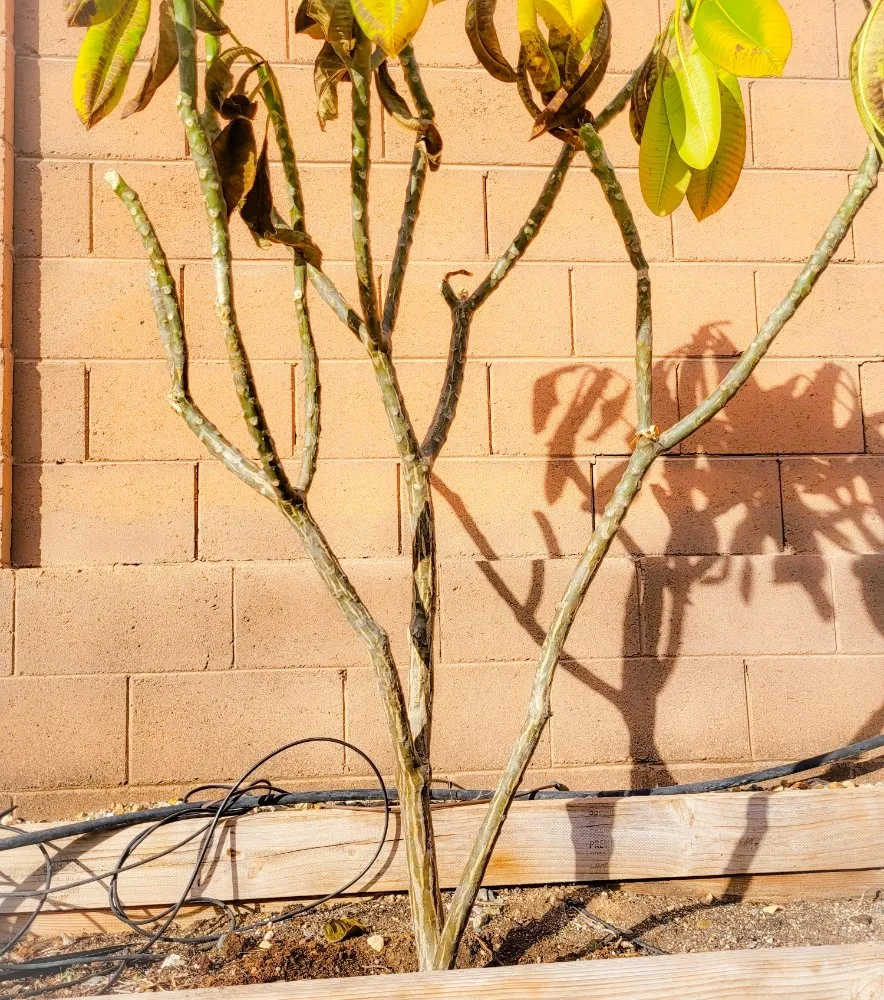 Trusted lawn care service in Phoenix, AZ - Damacio Lanscaping