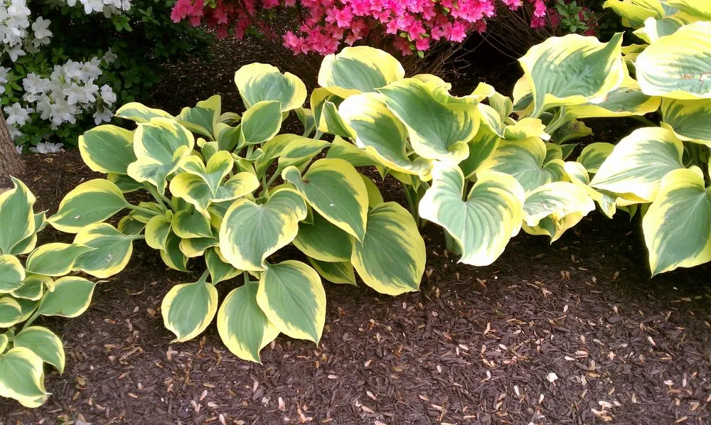 Top-rated lawn care service for year-round maintenance in Damascus, MD by Damascus Enterprises