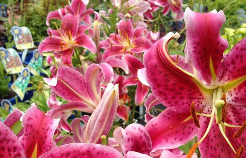 Trusted residential landscaping in Fombell, PA - Dambach's Lake Forest Gardens