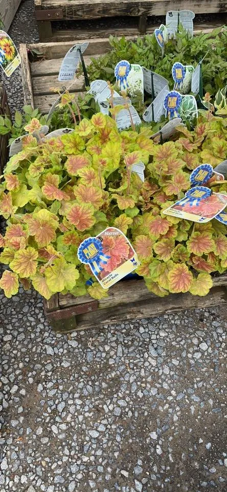 Custom landscaping services in Fombell, PA by Dambach's Lake Forest Gardens