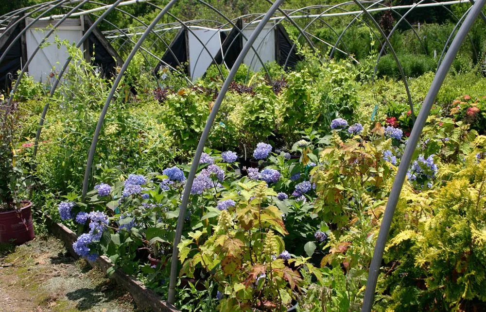 Reliable landscaping services in Fombell, PA - Dambach's Lake Forest Gardens