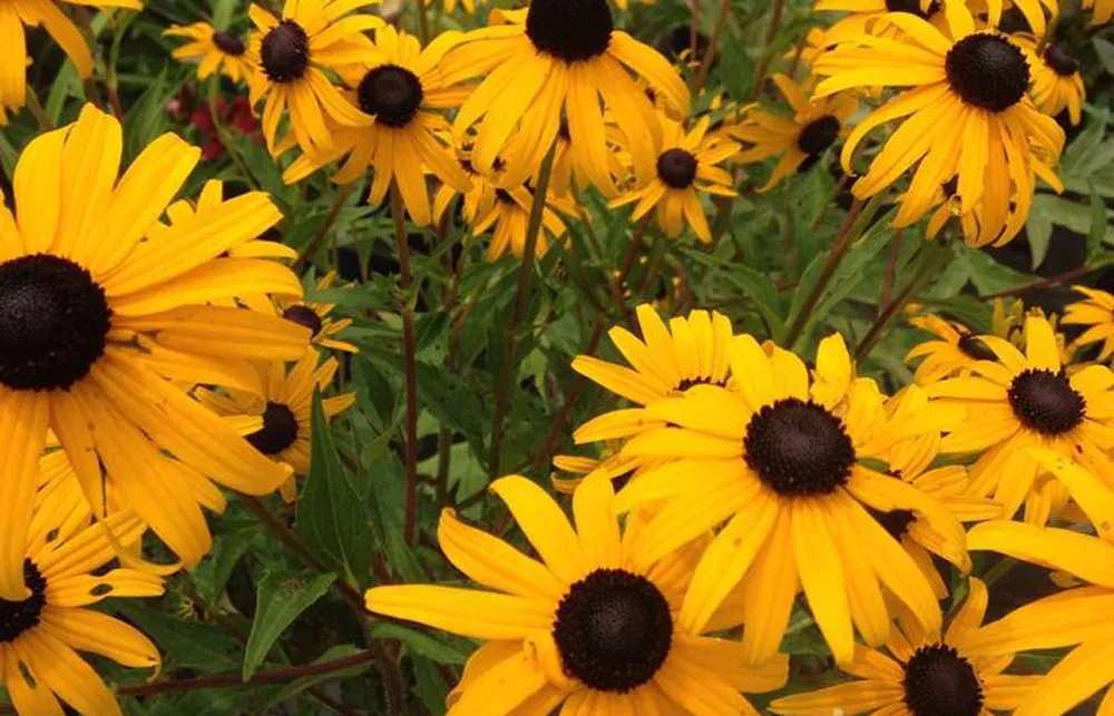 Expert outdoor landscaping for outdoor upgrades in Fombell, PA by Dambach's Lake Forest Gardens