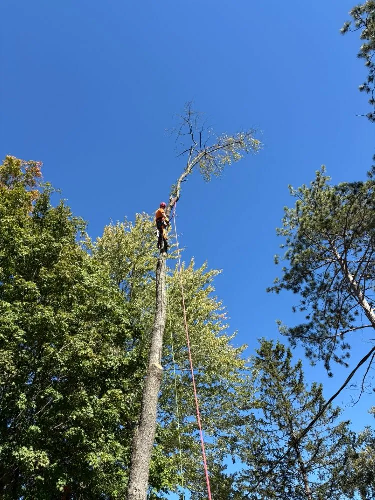 Expert residential landscaping for outdoor upgrades in Otsego, MI by Damber Tree & Yard Service
