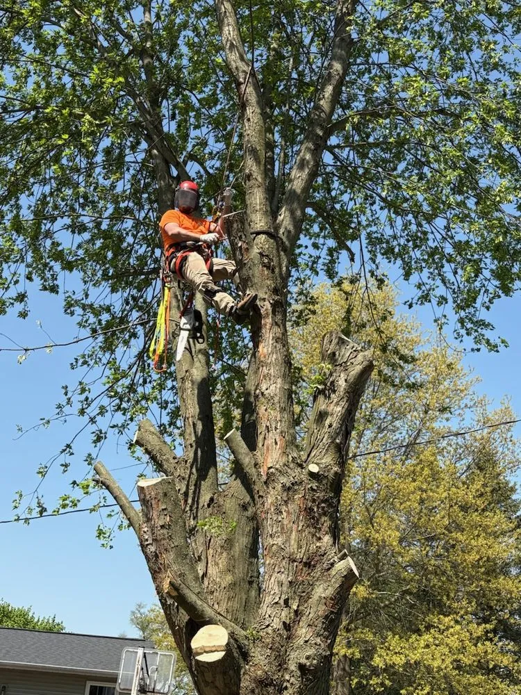 Reliable yard cleanup service in Otsego, MI - Damber Tree & Yard Service