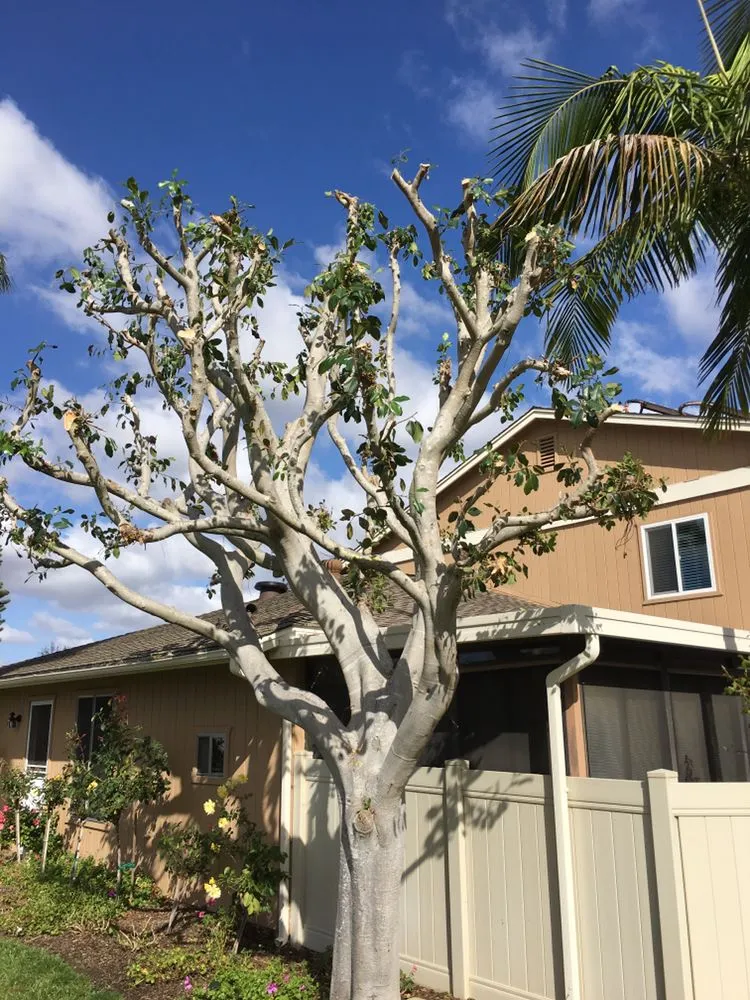 Affordable lawn care service in San Marcos, CA - Damian Bobadilla's Landscaping