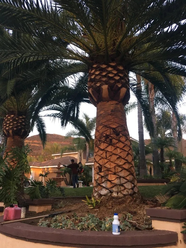 Top-rated yard cleanup service for year-round maintenance across San Marcos, CA - Damian Bobadilla's Landscaping