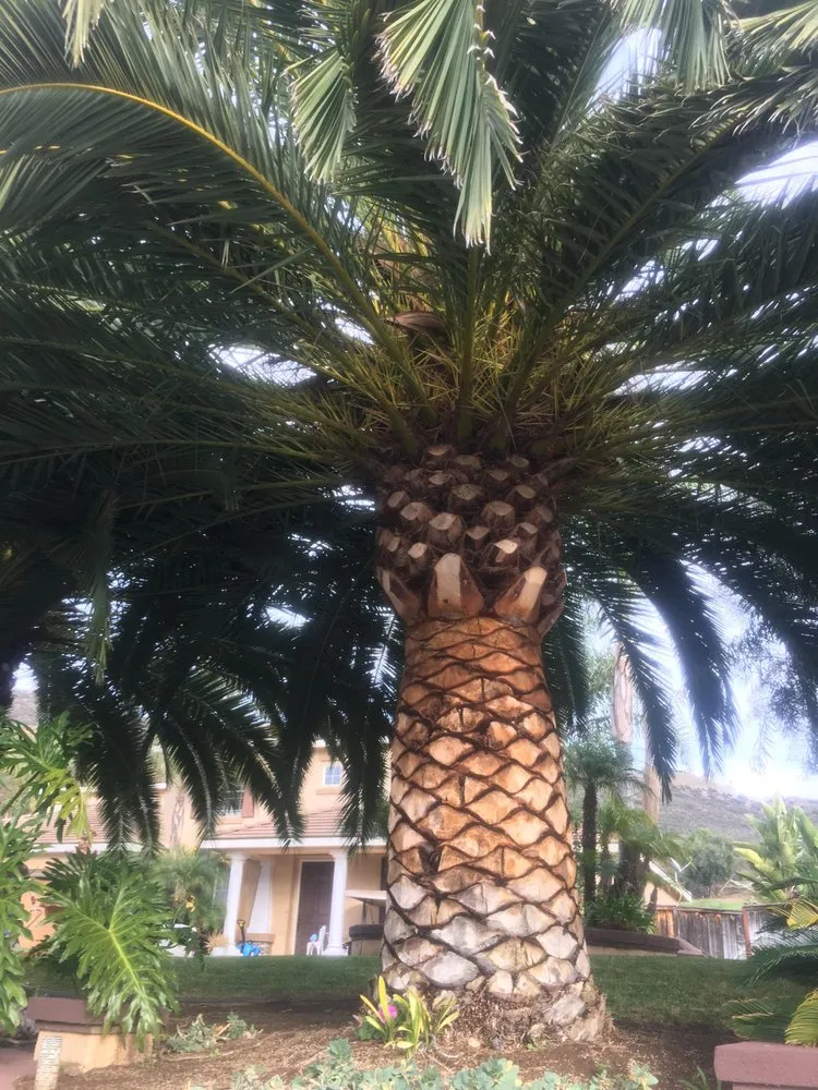 Top-rated lawn care service for outdoor upgrades across San Marcos, CA - Damian Bobadilla's Landscaping